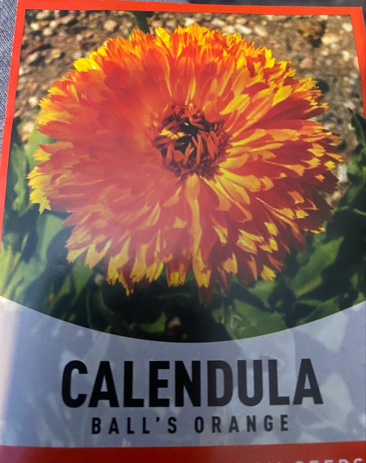 Calendula Balls Orange Annual Flat