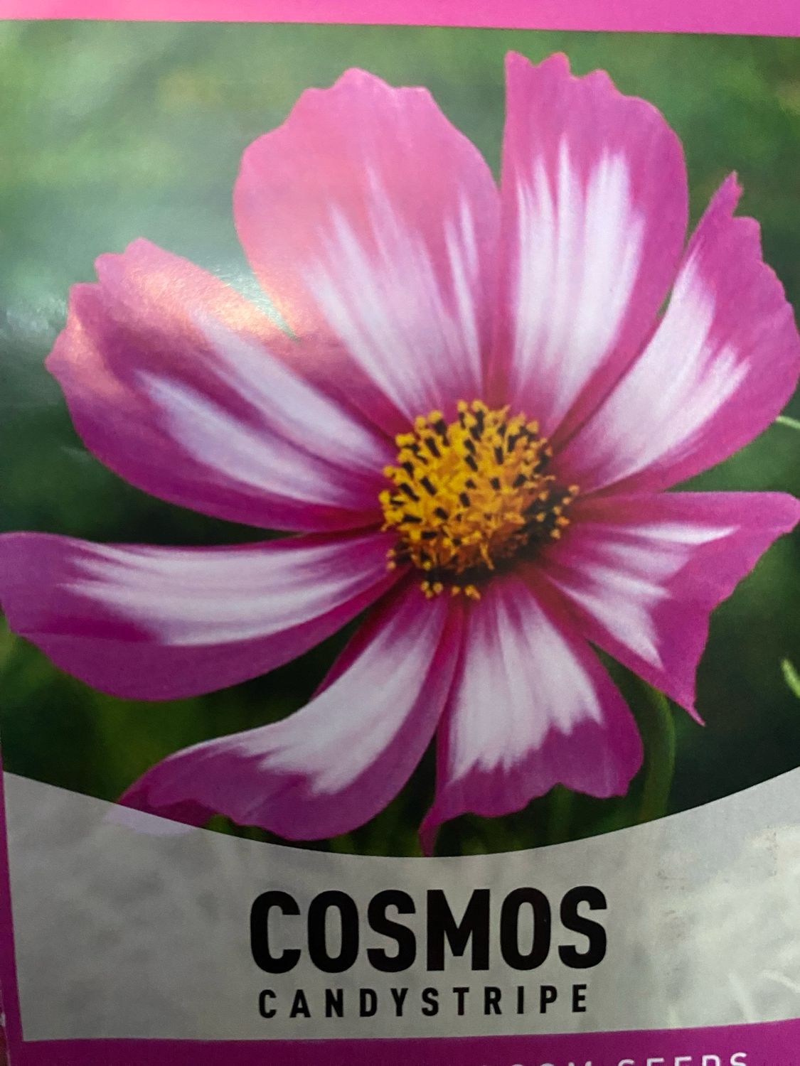 Cosmos Candystripe Annual Flat