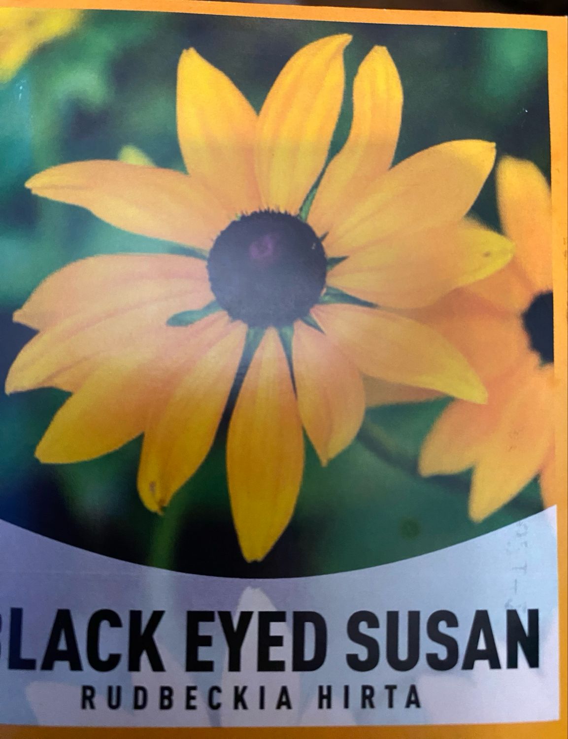 Black Eyed Susan Annual Flat