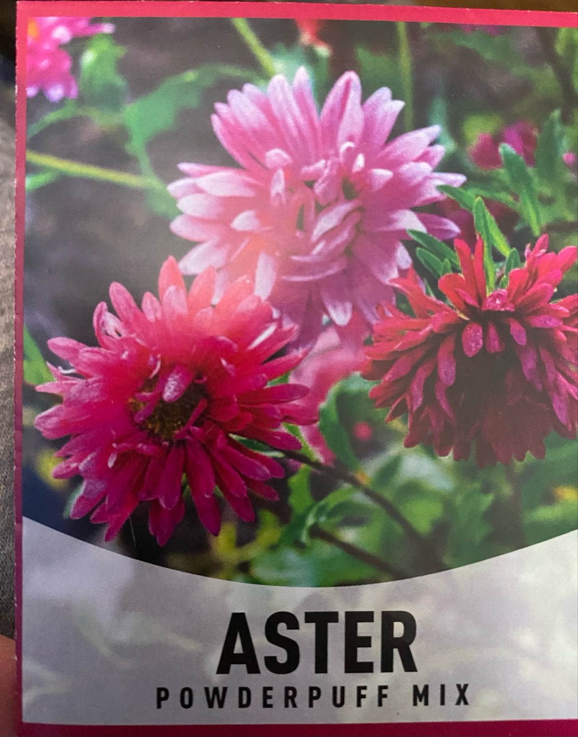Aster Powderpuff Mix Annual Flat