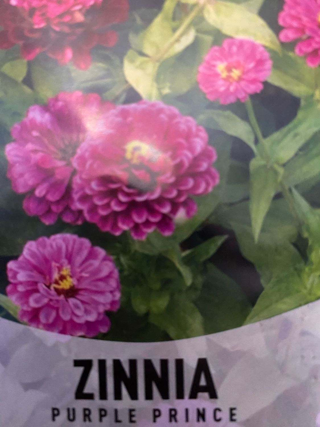 Zinnia Purple Prince Annual Flat