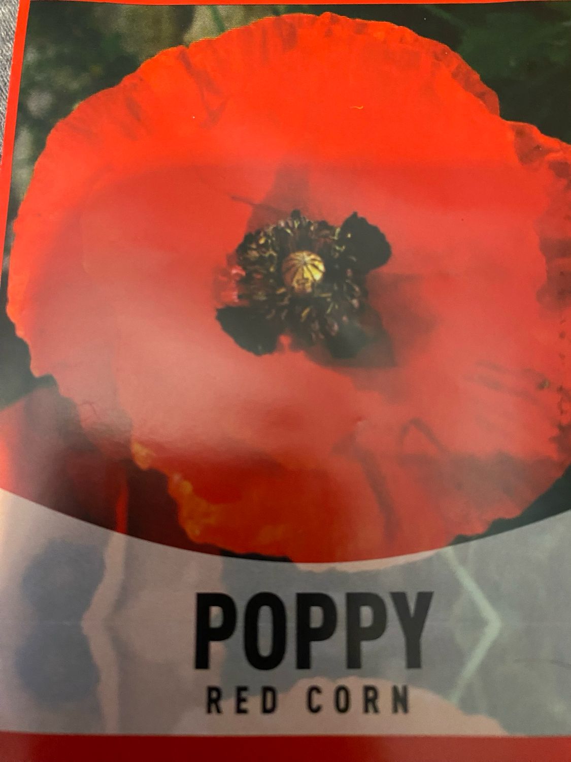 Poppy Red Corn Annual Flat
