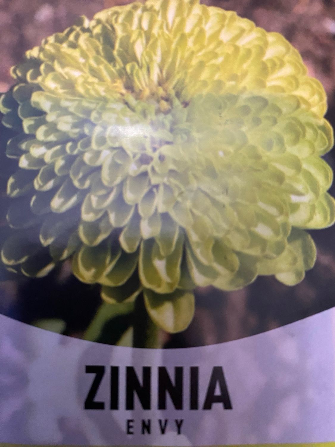 Zinnia Envy Annual Flat