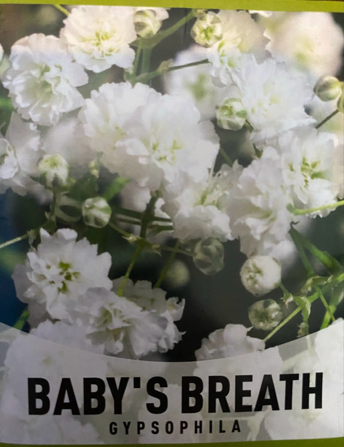Baby’s Breath Annual Flat