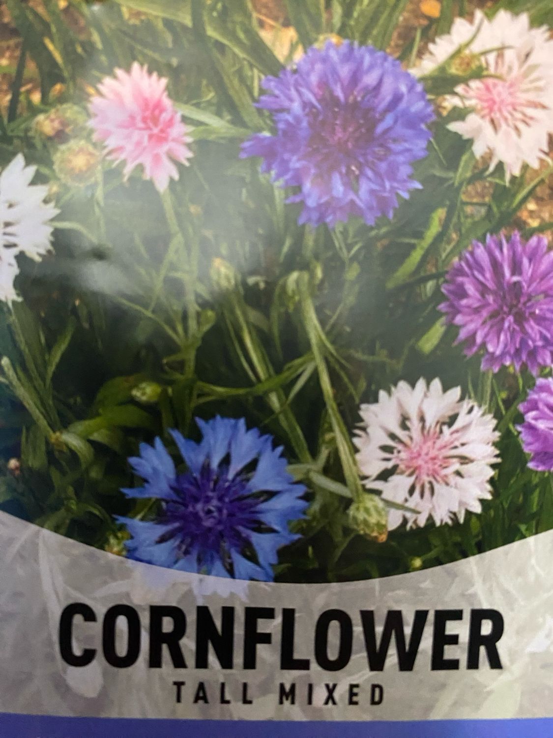 Cornflower Tall Mixed Annual Flat