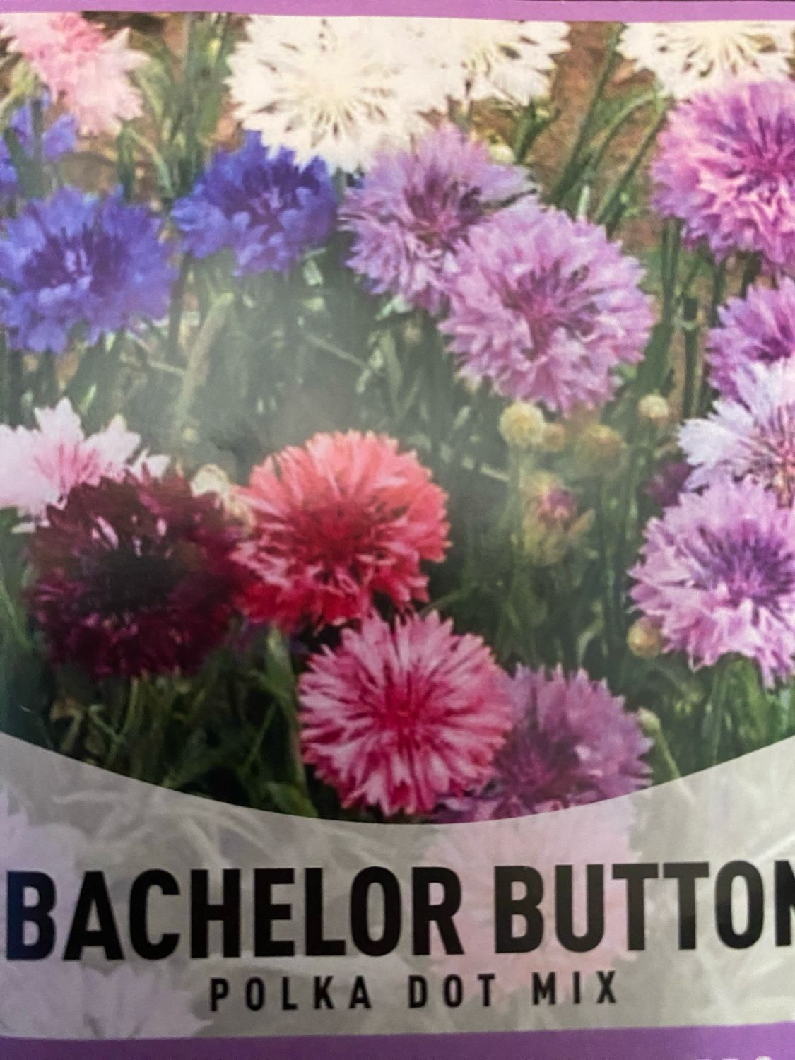 Bachelor Button Polka Dot Mix Starter Plug