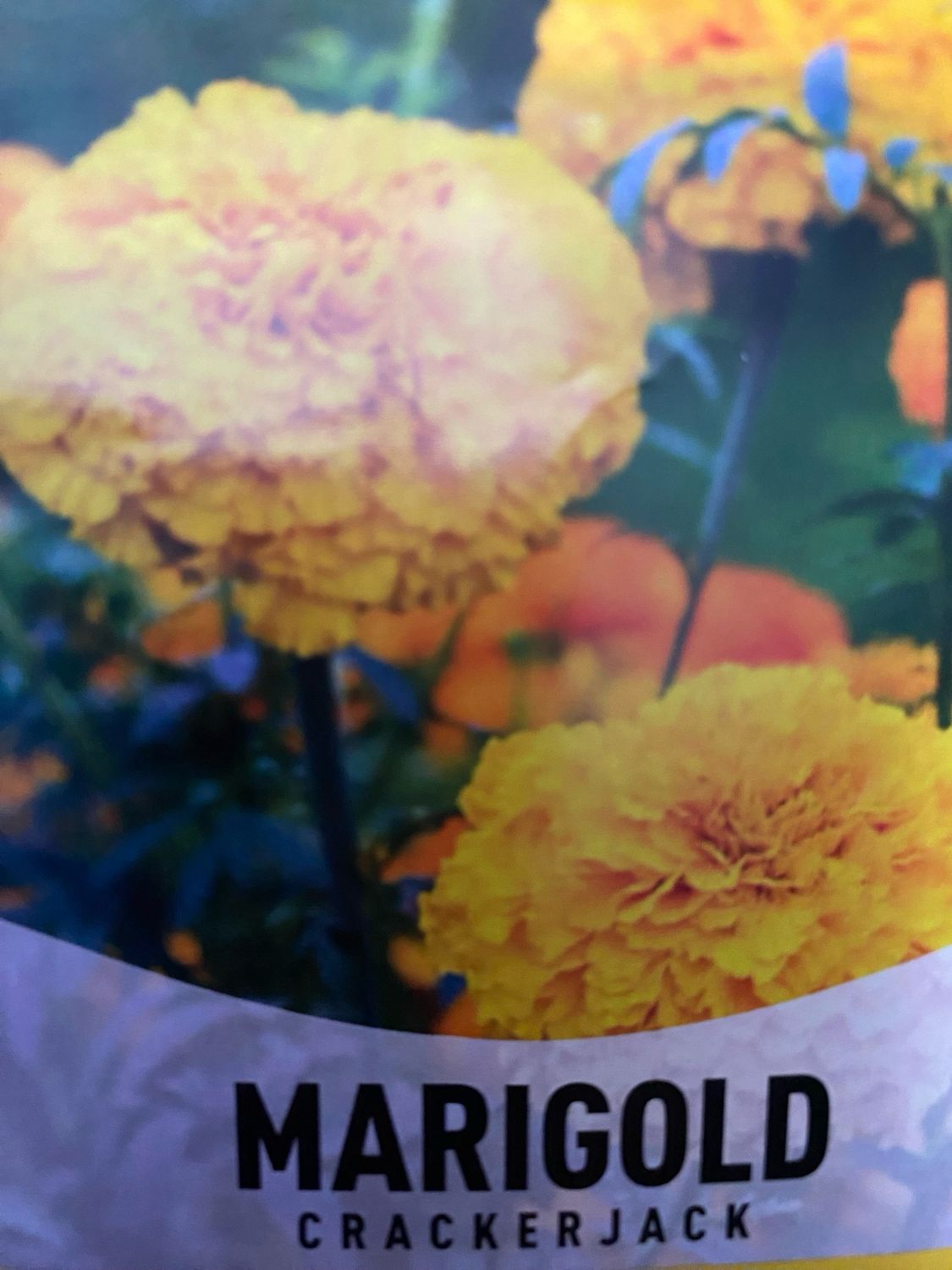 Marigold Crackerjack Annual Flat