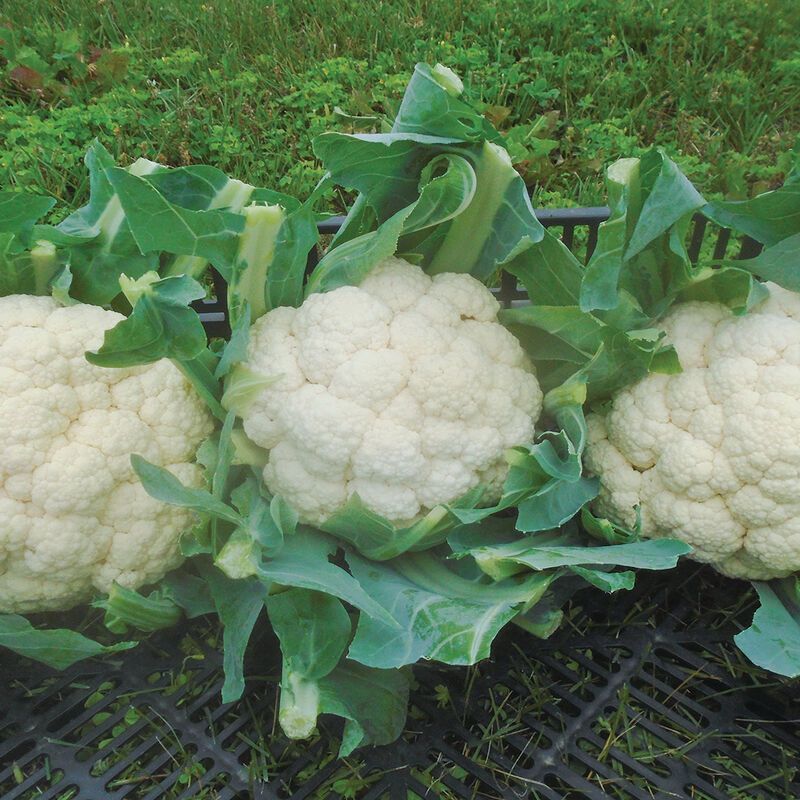 Cauliflower Starter Plug