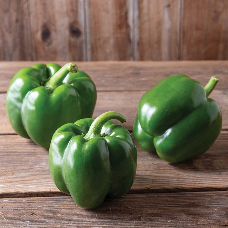Green Pepper Starter Plug