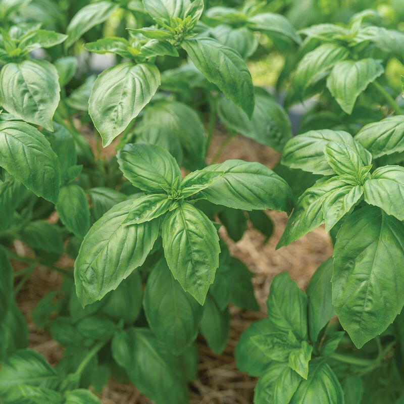 Basil Starter Plug
