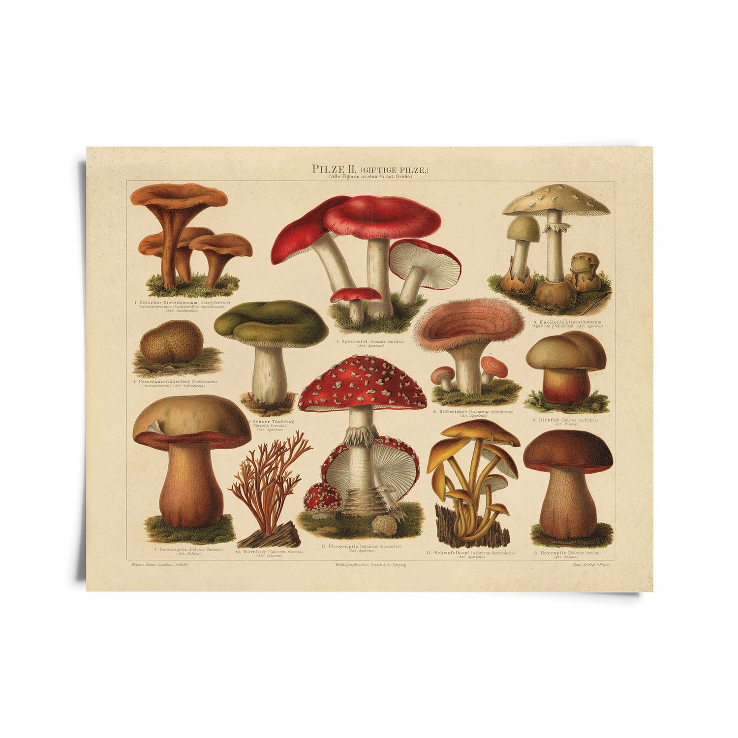 botanical mushroom print | pilze 2
