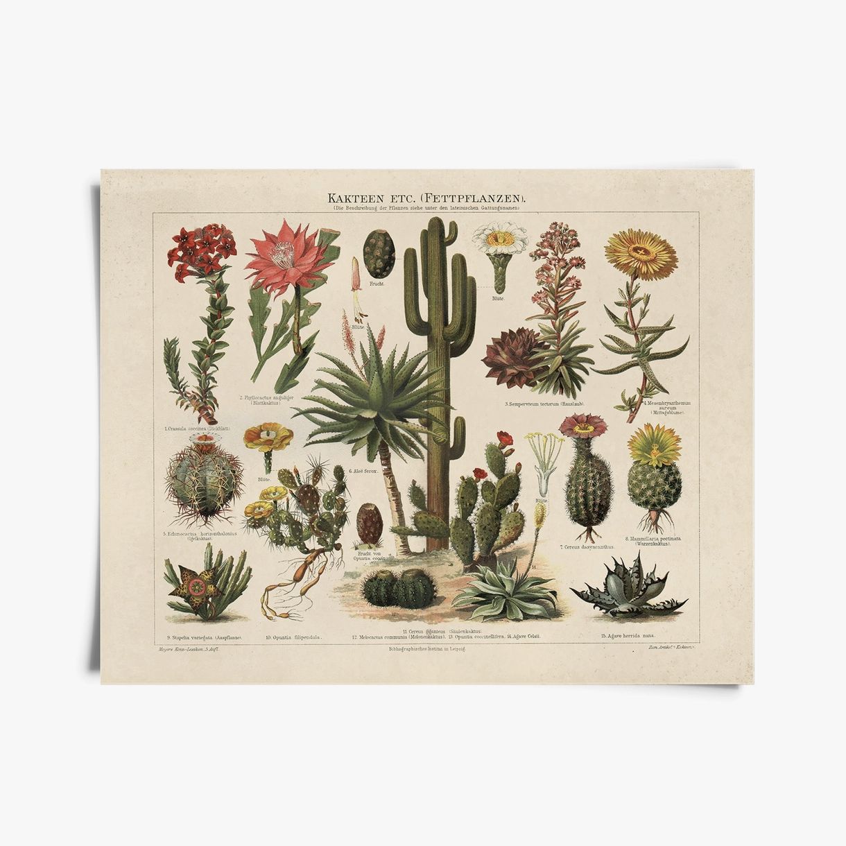 cactus print | horizontal