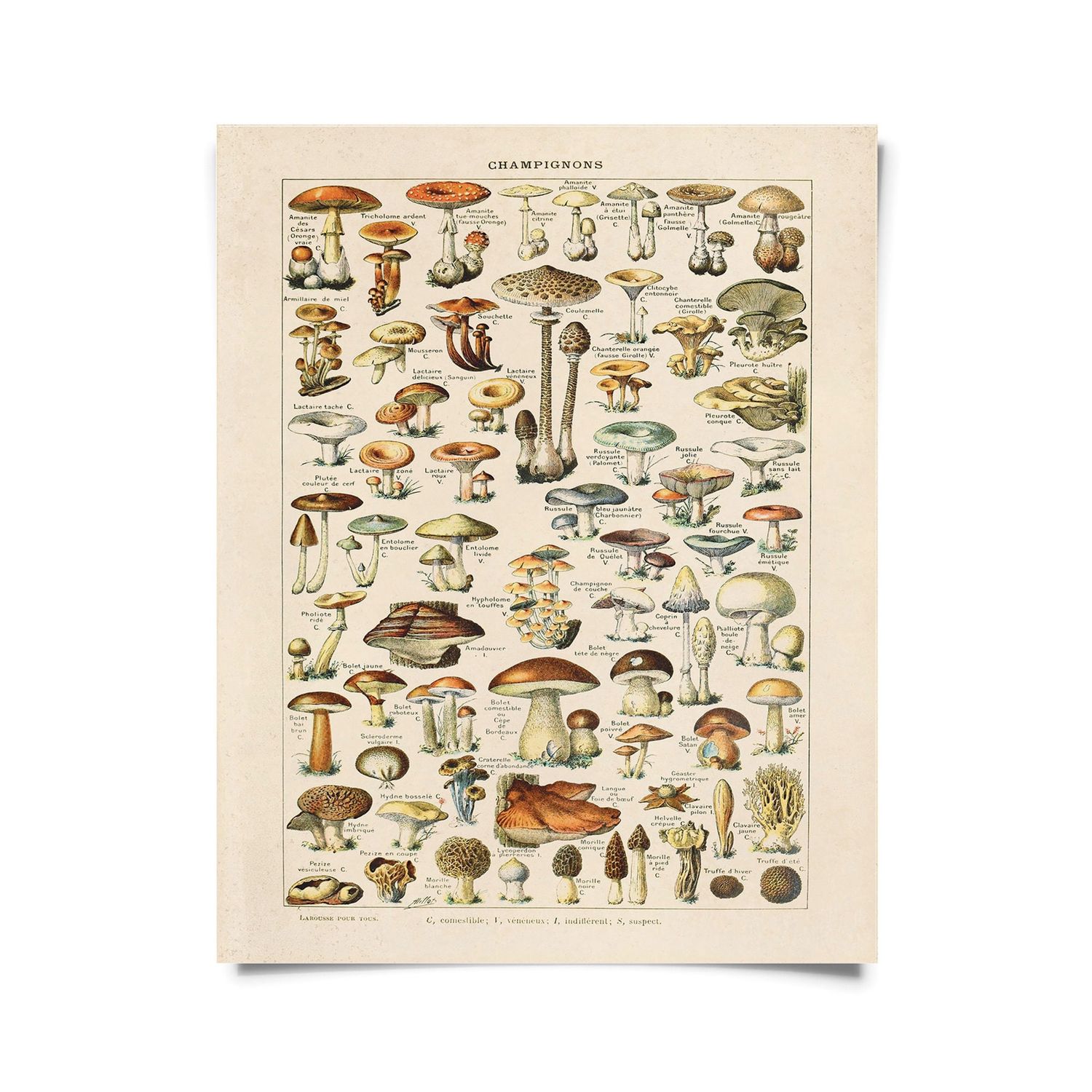 champignons mushroom print