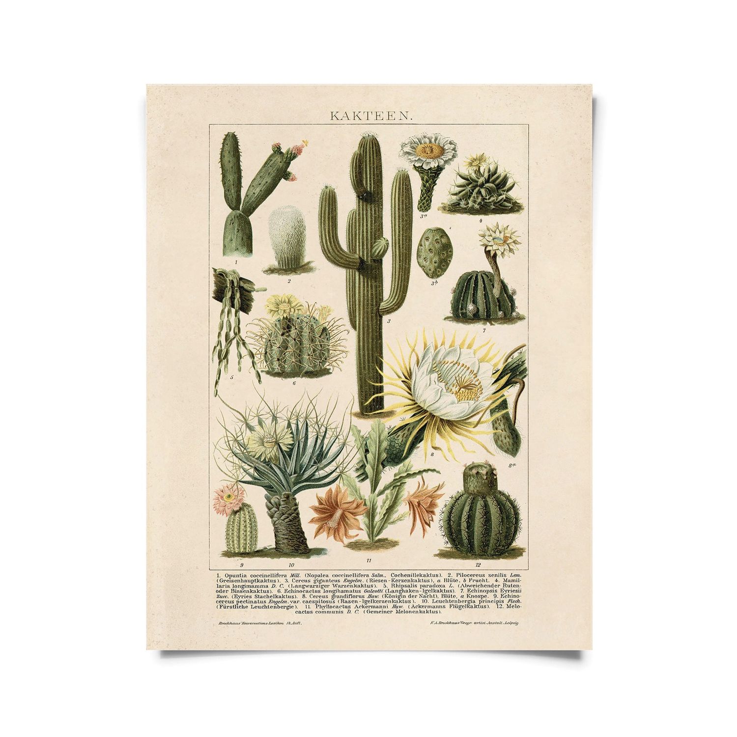 cactus print | vertical