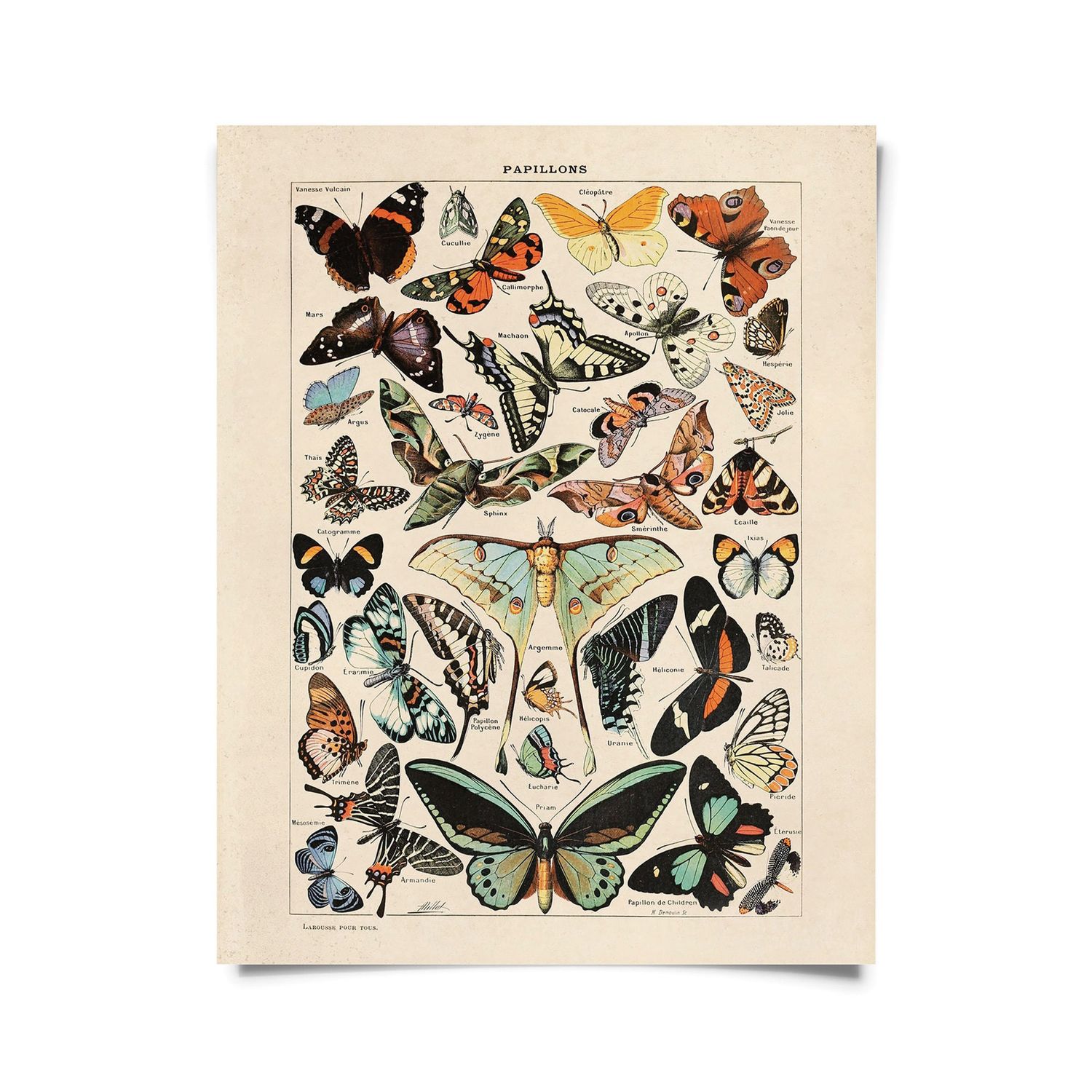papillons butterfly print III