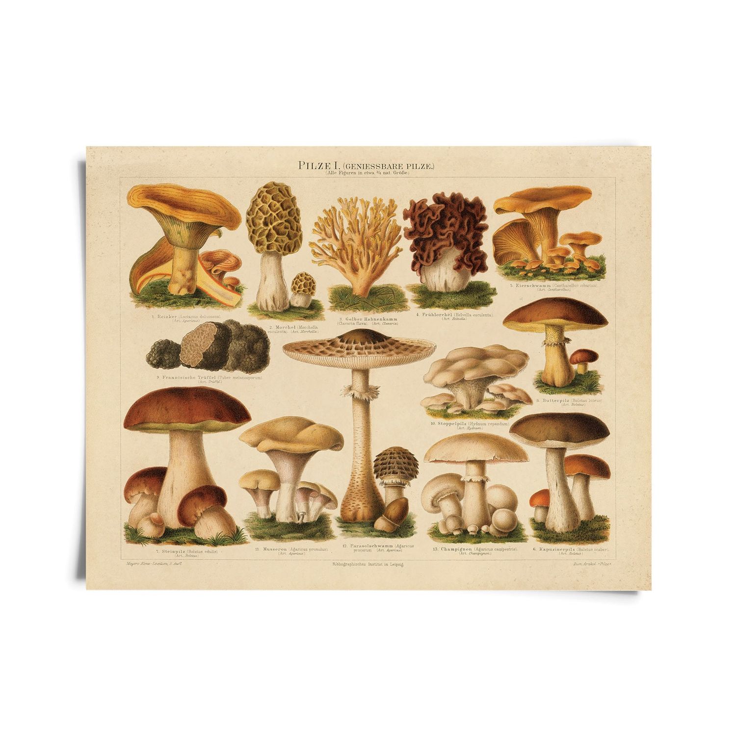botanical mushroom print | pilze 1