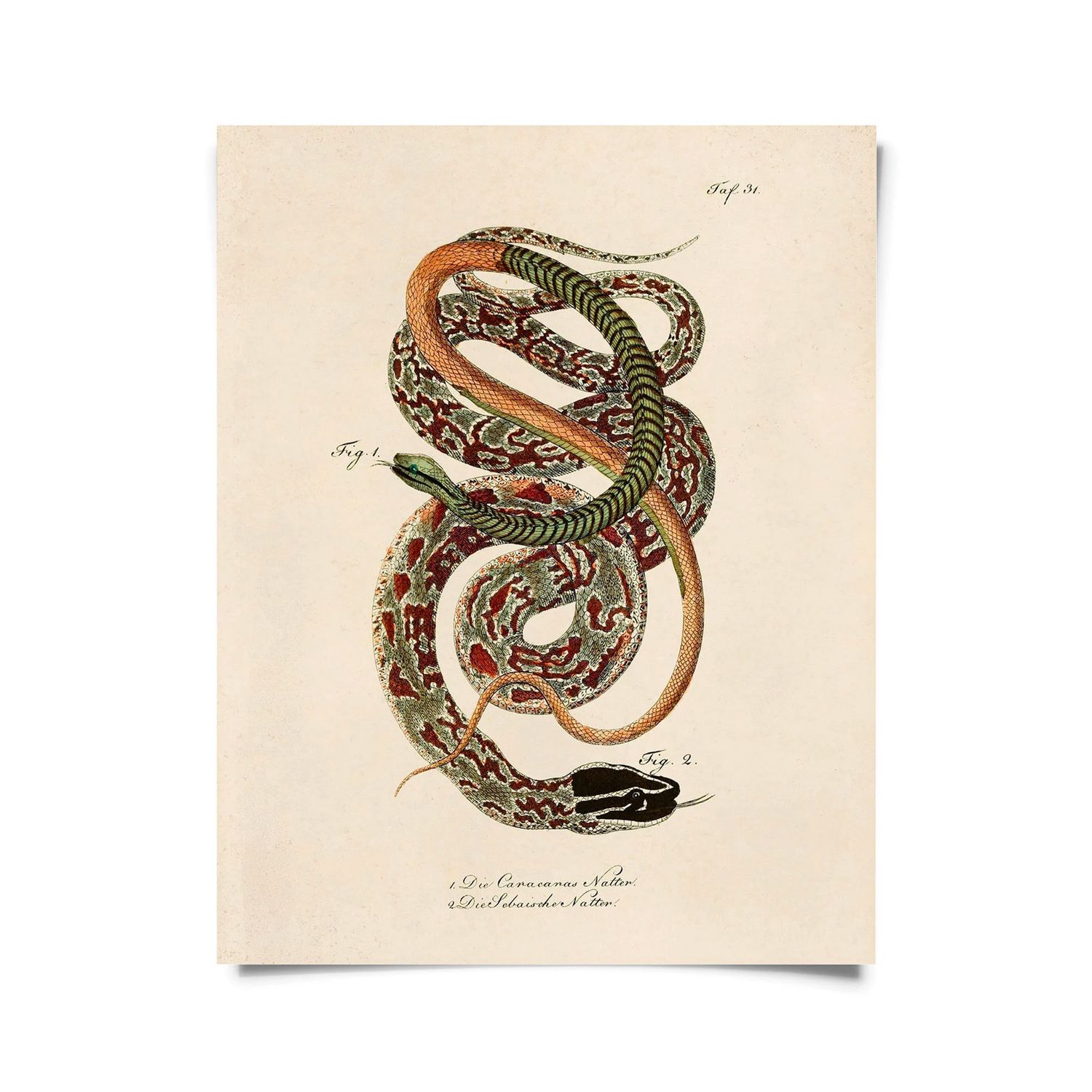 snake print