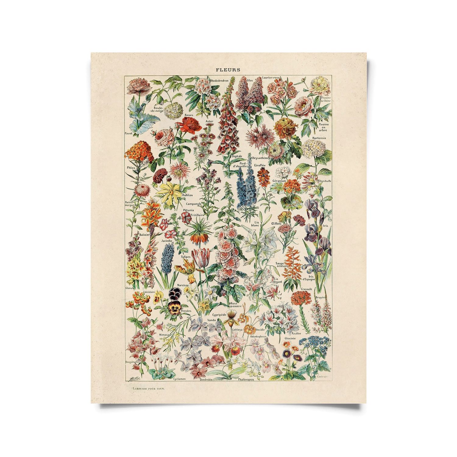 fleurs print