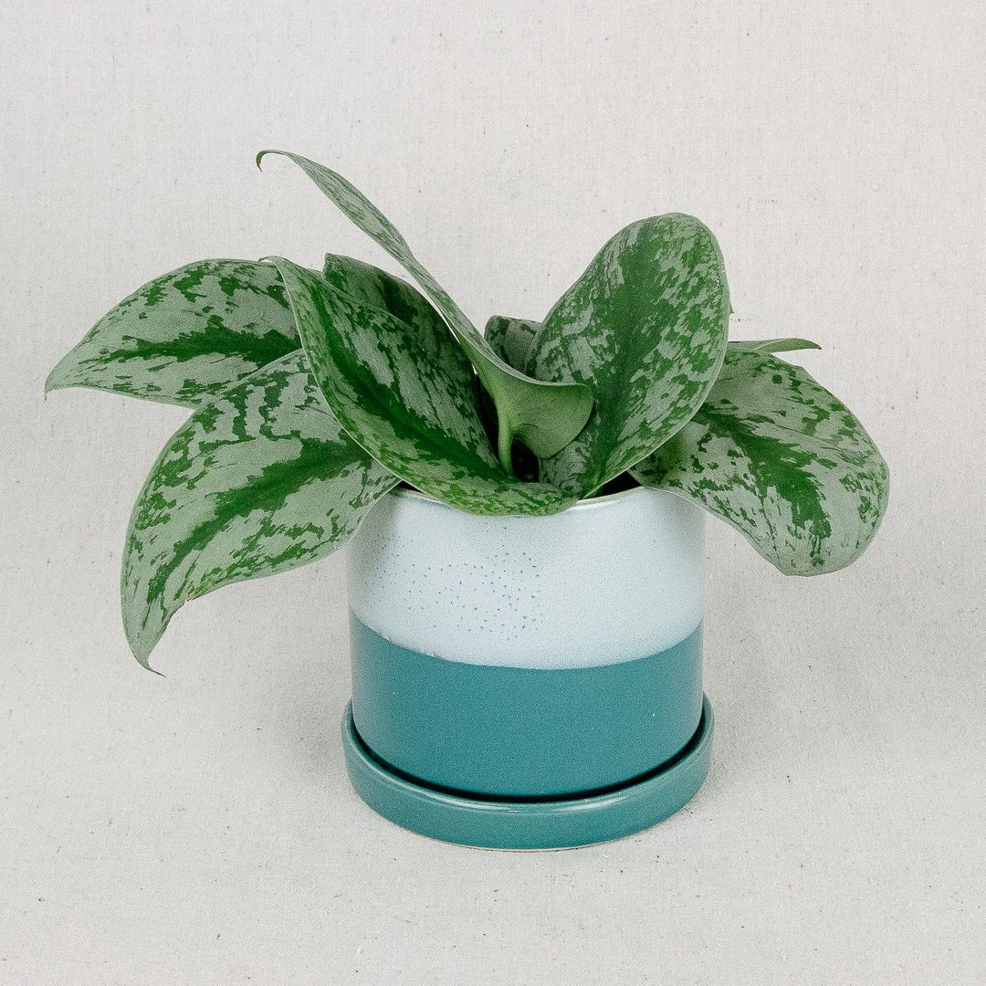 Big Minute Pot and Saucer, Color: Blue/Aqua