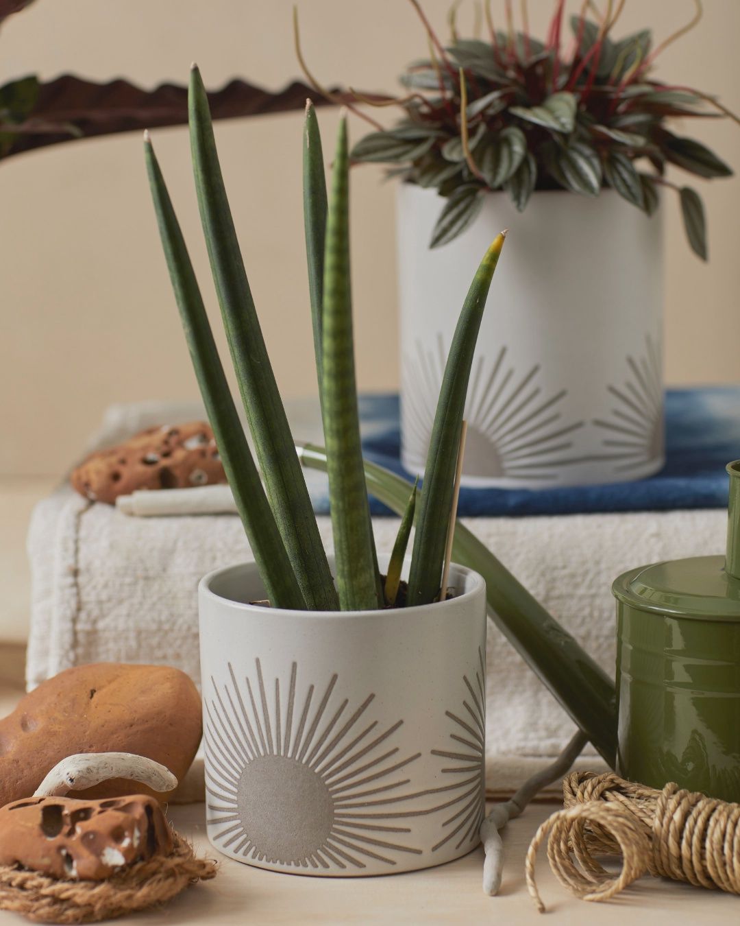 sunset planter
