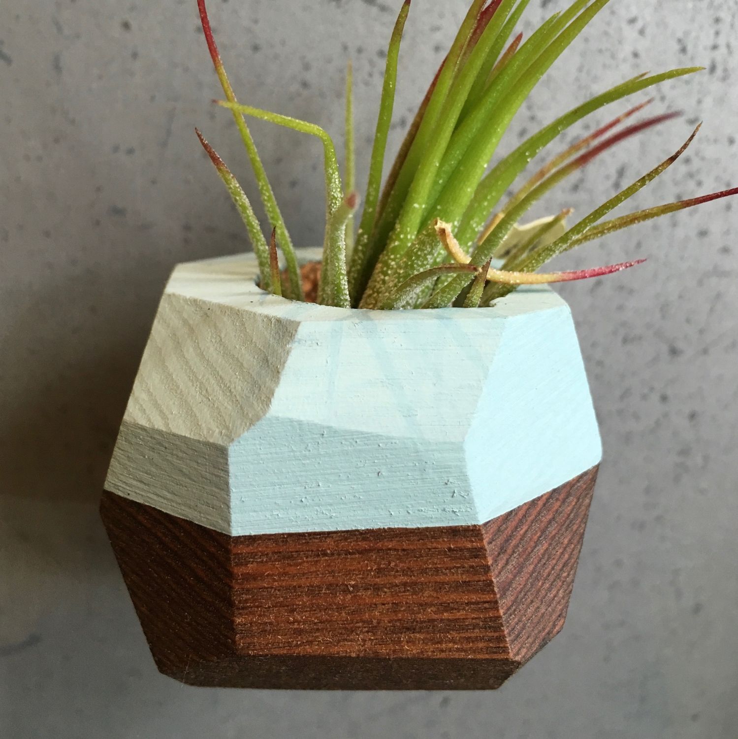 Small Geo Airplant Holder Magnet