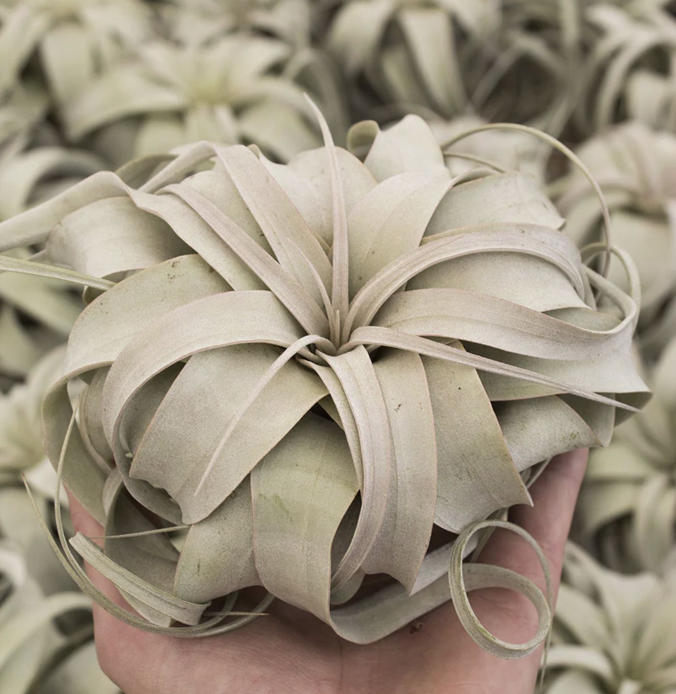 Xerographica Small 5"