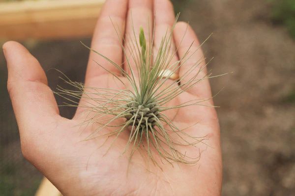 Fuchsii v Gracilis Regular [Argentea]
