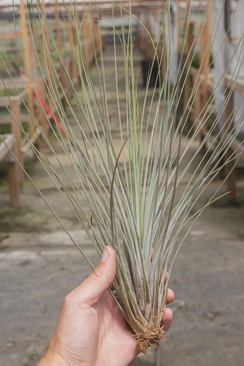 Juncea 10-12"