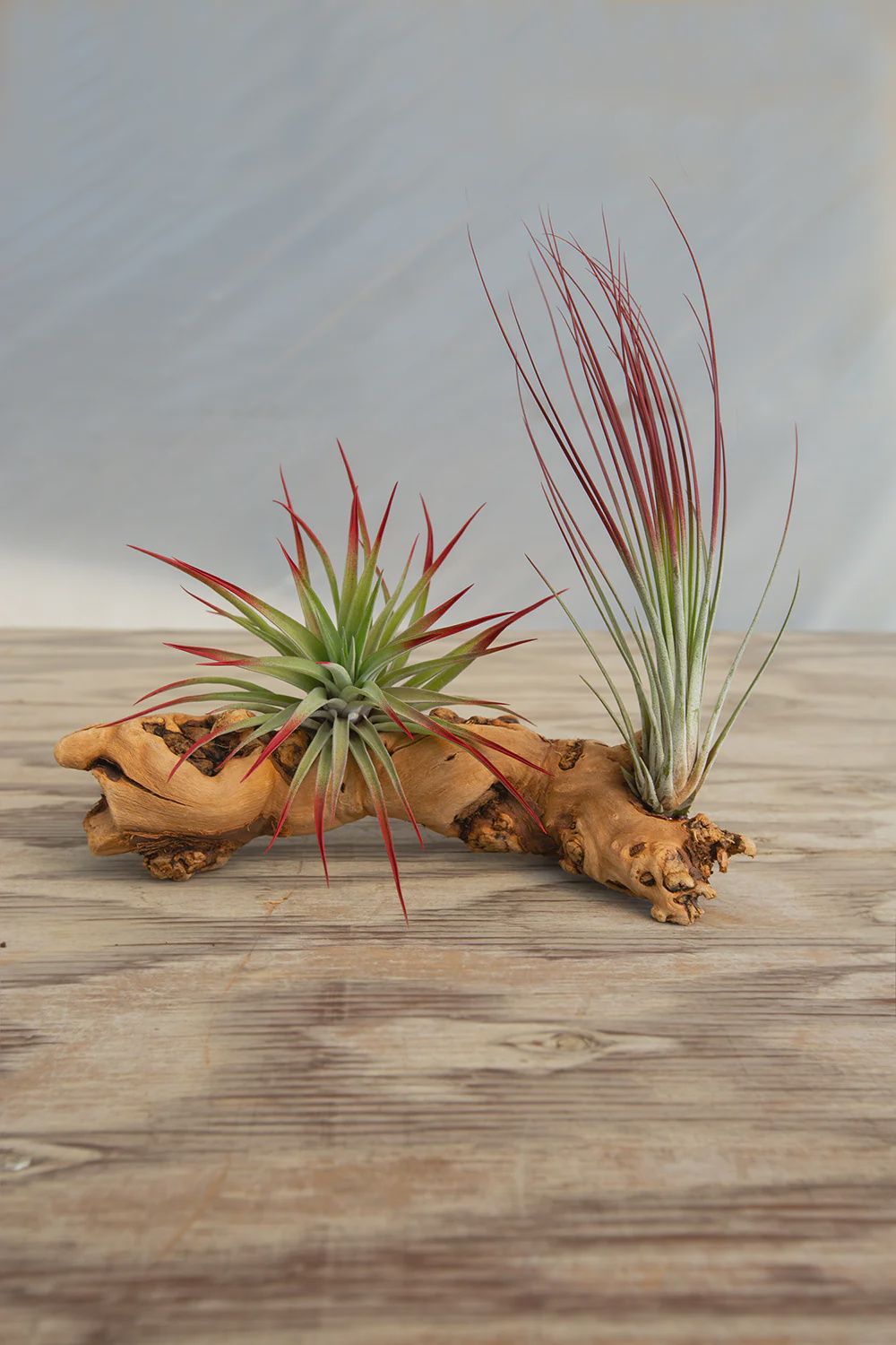 Holiday Grapewood Air Plant Arrangement
