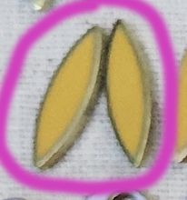 Almond Sliver Earrings, Color: mustard