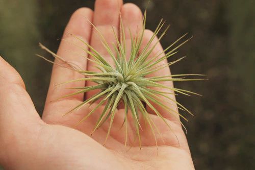 Ionantha Guatemala (large airplant)
