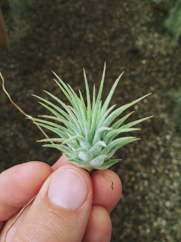 Ionantha Guatemala (small airplant)