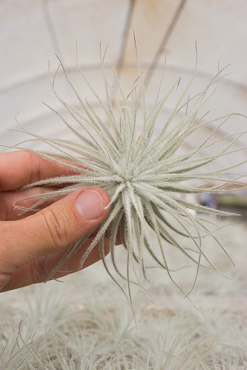 Tectorum Ecuador 4-5"