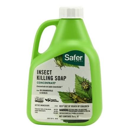 safer insect soap concentrate