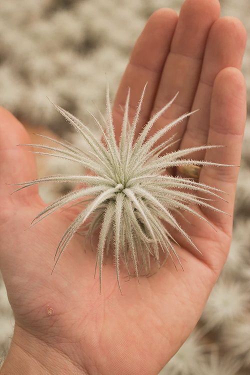 Tectorum Ecuador 3"