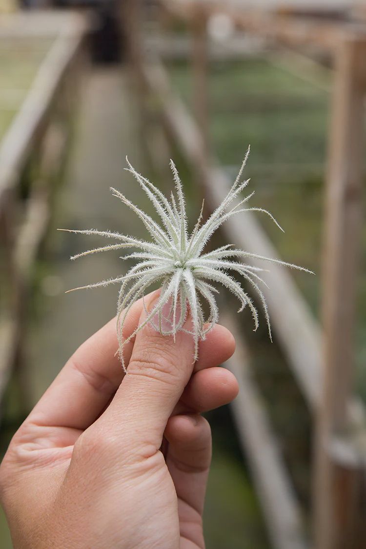 Tectorum Ecuador 2"