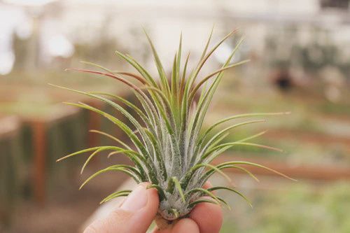Ionantha Guatemala (extra large airplant)
