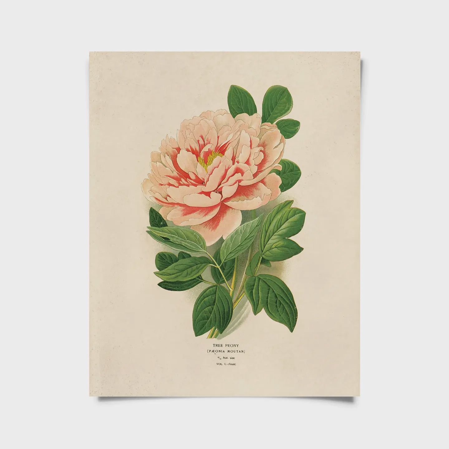 Peony Print