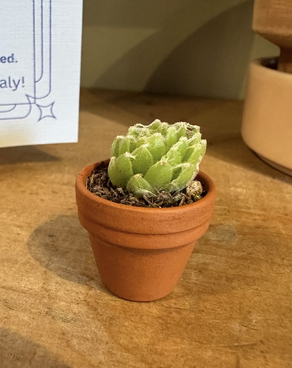 teeny tiny pot