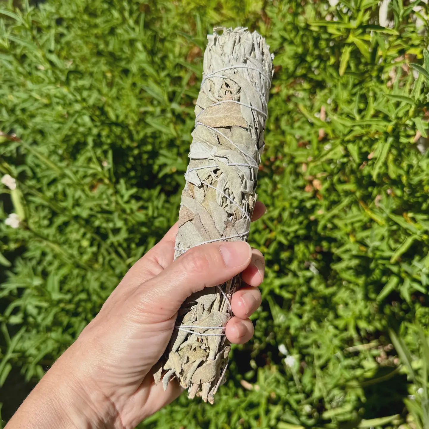 Large White Sage Burn Wands