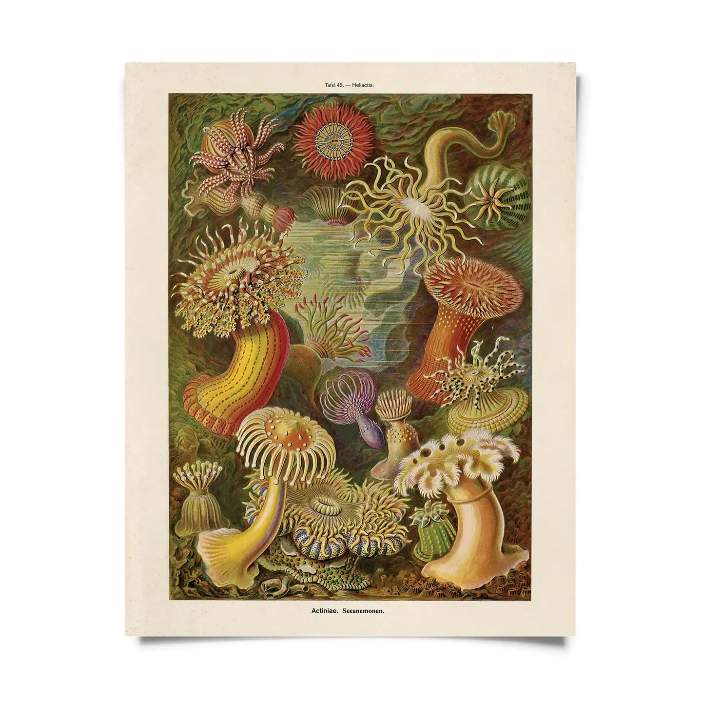 sea anenome print