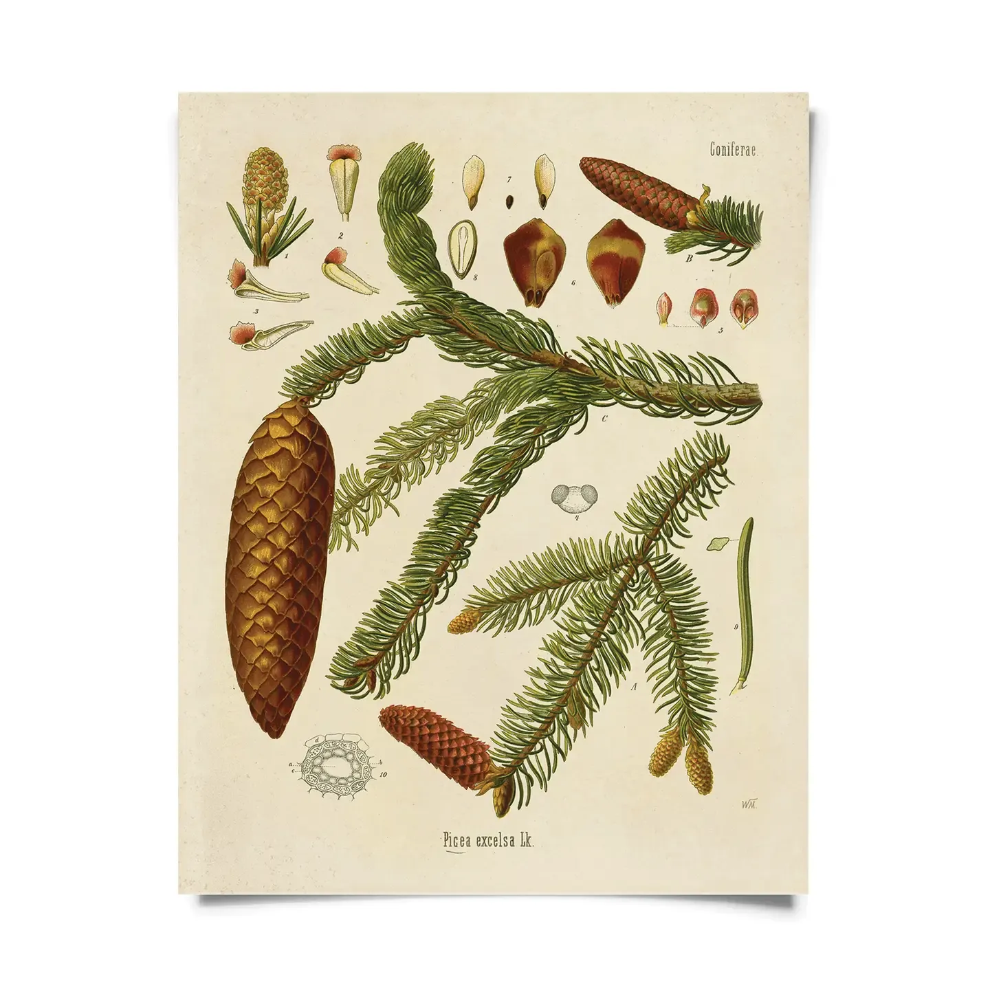 norway spruce print
