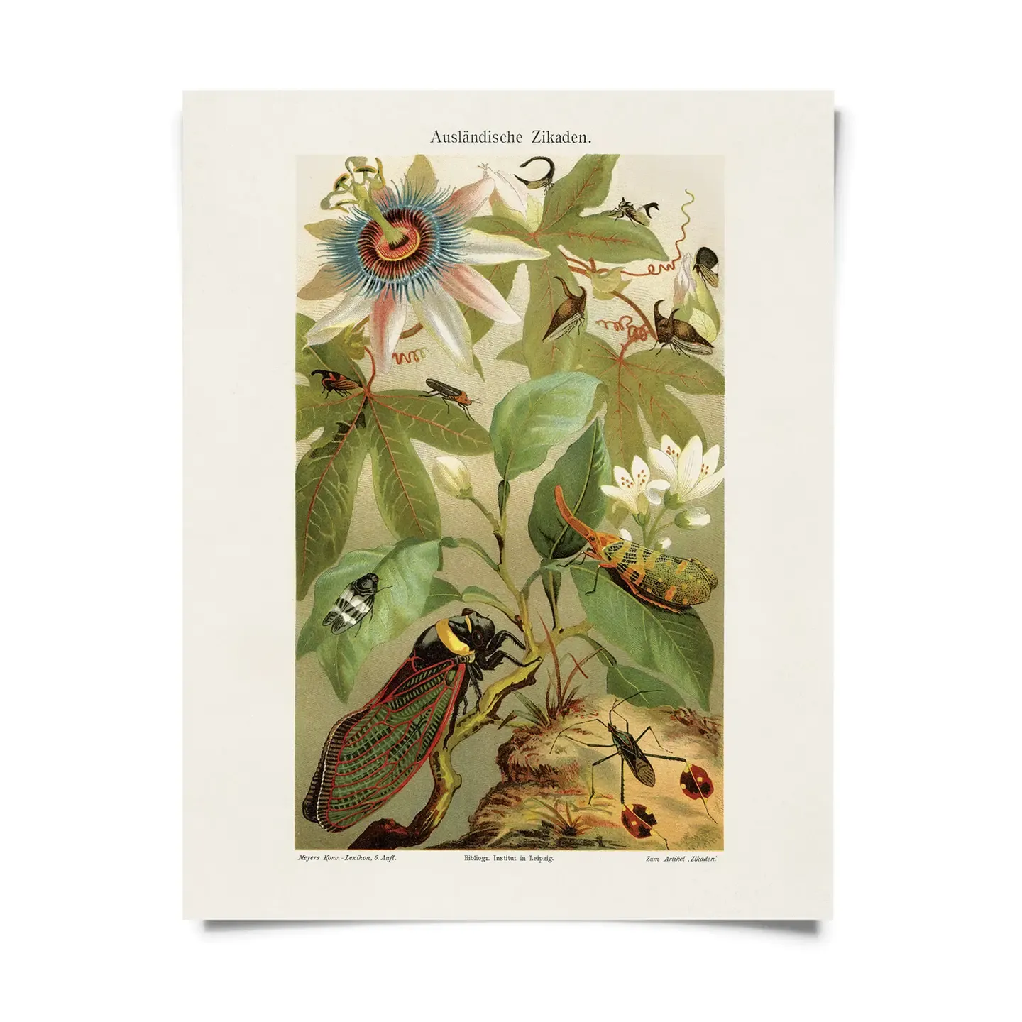 cicada &amp; passionflower print