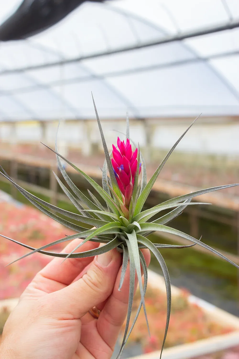 Aeranthos Negra 6" w/ bud