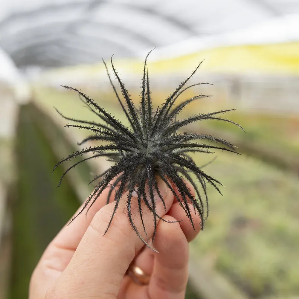 Tectorum Black (enhanced)