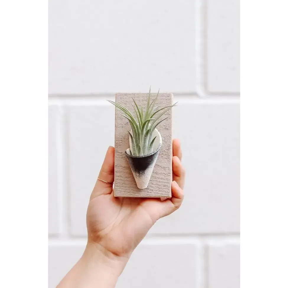 Ceramic Wall Planter, Tiny | Indigo | w/ plant