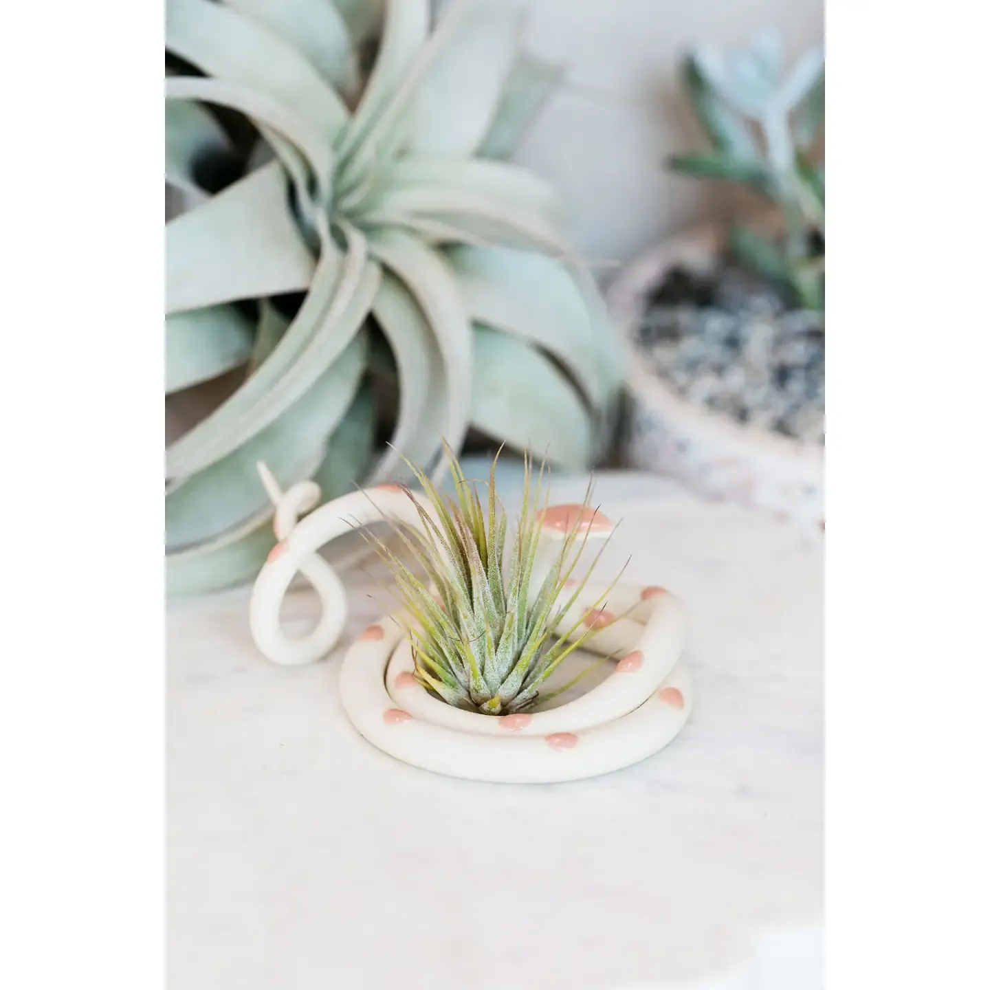 Medium Ceramic Snake | Sofie | with air plant