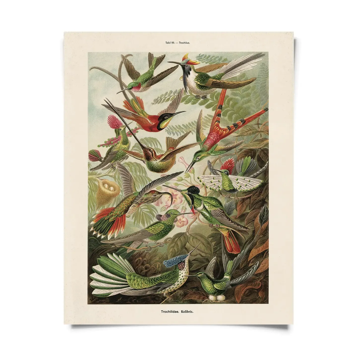 vintage 8x10 print haeckel hummingbirds