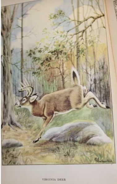 1926 The Nature Library - Animals Ernest Thompson Seton