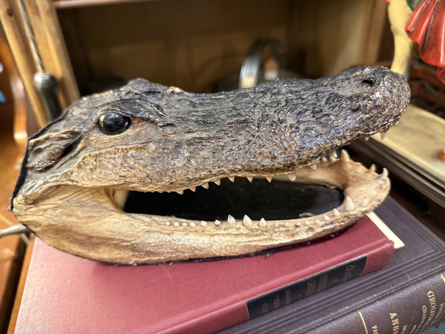 Crocodile Head Taxidermy